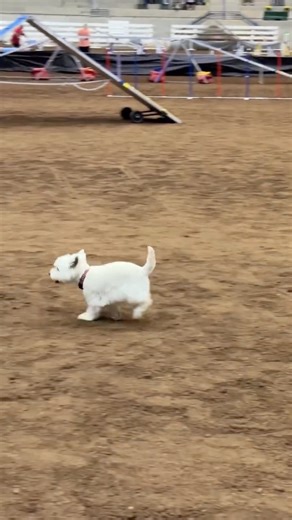 Go, lil Westie, go! 👏 Abby the West Highland White Terrier crushing the course at the AKC Agility League Championship. | American Kennel Club