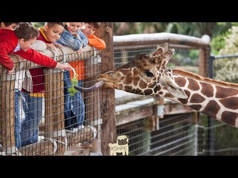 At The Zoo Song, Vocal Music Education Children Singing Songs Lyrics Classroom Reading Activity KIDS