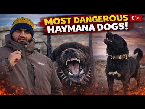 World’s Most Aggressive Turkish Dog? (Haymana Karası) - E08
