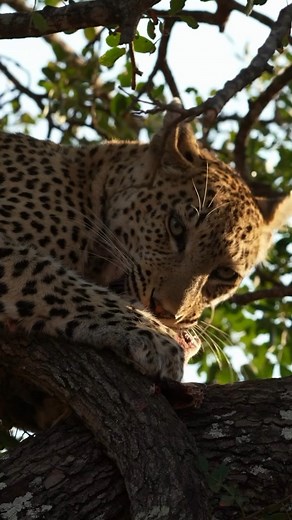 109K views · 1.6K reactions | UP IN THE BRANCHES A leopard, high in the tree, working a bone clean with the back carnassial teeth — sharp, scissor-like molars built for slicing through flesh and sinew. This is where leopards feel safest. Elevated, hidden, . | Too Wild | Facebook