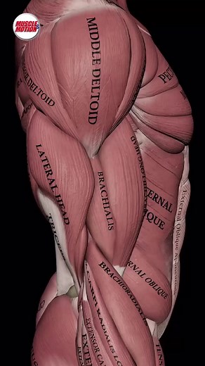 ¿Sufres tú o tus clientes de dolor lumbar? 😓Exploramos un estudio fascinante sobre el músculo multífido, un protagonista clave en la salud lumbar.🔬 Enfoque del Estudio: Análisis EMG del Multifidus Durante Ejercicios de readptación:Esta investigación utilizó análisis EMG de superficie para medir la excitación muscular durante varios ejercicios de readaptación para el dolor lumbar.** ¿Los hallazgos? **ℹ️ Algunos ejercicios son más efectivos que otros para activar el músculo multifidus, esencial 
