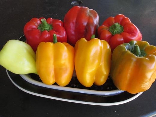 Pepper Popper™ Pepper Plant Fertilizer