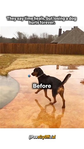 Time passes, but the pain remains. #sad #dog #doglife #shorts