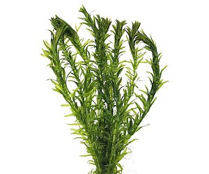Elodea densa
