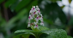 Download raindrops on flowers for free