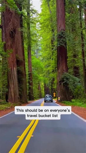 1.1K views | There’s something magical about this stretch of California road — where sunlight filters through 300-foot redwoods and time seems to slow down. ✨ Avenue of the Giants, Humboldt Redwoods State Park #AvenueOfTheGiants #Redwoods #CaliforniaRoadTrip #AdventureFamilyVlog #NatureEscape ➡️ Follow @AdventureFamilyVlog for more travel inspiration and family adventures! | Adventure Family Vlog | Facebook