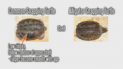 SNAPPING TURTLES -- Do you know the difference between common snapping turtles and alligator snapping turtles? AskMDC provides some helpful info to help you identify the two. -- Kipp@MDC | Missouri Dept. of Conservation