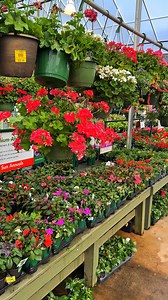 50 reactions | Spring is in full swing at Pike Nurseries in Lindbergh, tucked just off Piedmont Road in vibrant Atlanta!  It’s the perfect time to plant, and we’ve got everything you need to get growing. From amazing blooms to landscape basics, our team’s here to help you jump in.華 Come see what’s blooming and kick off your best garden season yet!  https://www.pikenursery.com/pike-nurseries-lindbergh | Pike Nurseries | Facebook