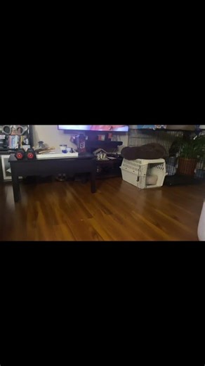 Petey has Zoomies! Who’s watch?!?