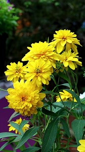 75K views · 8.3K reactions | Cutleaf coneflowers | My Beautiful Garden | Facebook