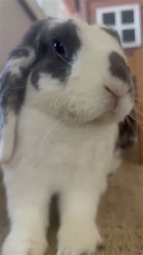 Telling my rabbit he’s adopted 🥲