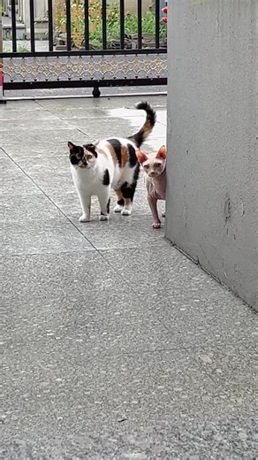 Bingus B. | Large and in charge #bingus | Instagram