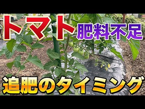 【トマト栽培】追肥を与えるタイミングと見極め方！肥料不足と肥料過多から起きる症状！
