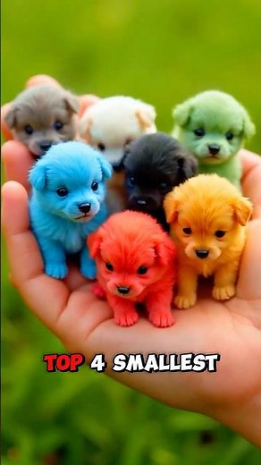 Tiny But Mighty! The Smallest Dog Breeds Ranked. #dog #animals #shorts