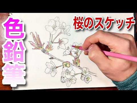 【桜】色鉛筆を使って室内スケッチしてみた♪