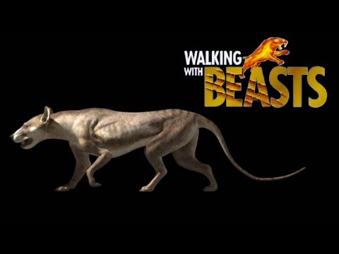 Walking With Beasts [2001] - Bear Dog / Cynodictis Screen Time