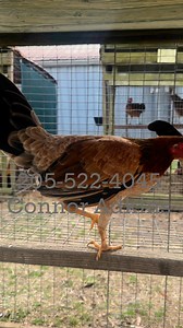 1.2K views · 194 reactions | Sweater / Radio cross pullets #slicklizard | Connor Scott Adkins | Facebook