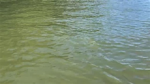 2.4K views · 20 reactions | When that tank musky comes up and follows around that tank carp you’re trying to land…what’s your move??? #flyfish #flyfishing #flyshop #flytying #mossycreekflyfishing #musky #carp | Mossy Creek Fly Fishing | Facebook