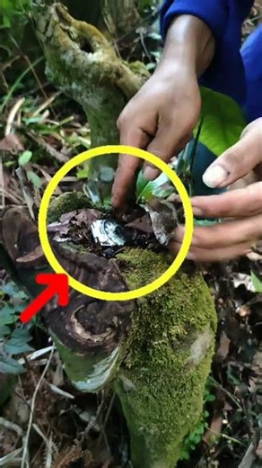 VIRAL Di tengah hutan angker terdapat mustika jam perak yang sangat2 unik #viral#shorts