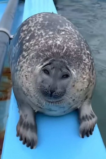 charlie charlie kirky 🦭 . . . . . #fypシ #seal #spottedseal #cute | seal