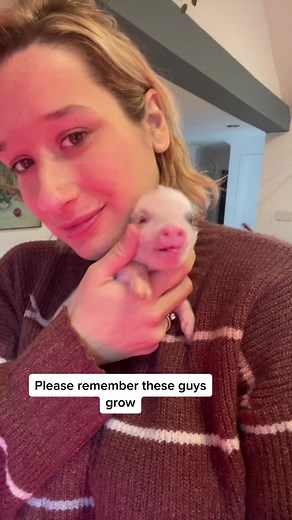 Adorable Mini Pigs: Small in Size, Big on Cuteness!