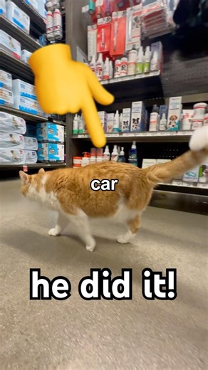 Teaching my 3 legged cat how to walk
