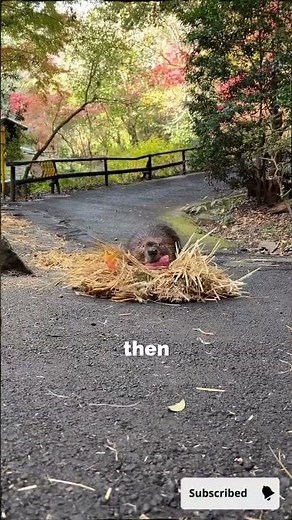 This Animal Builds Dams Engineers Can't Explain (Hidden Genius) #animalfacts #naturegenius #beaver