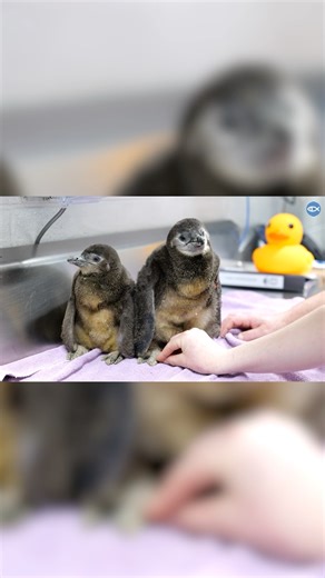 12K views · 337 reactions | Cuteness overload 凉 These adorable new...