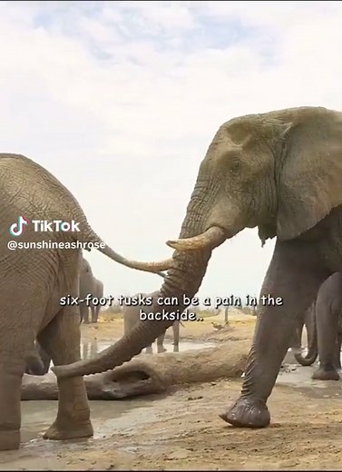 Elephant Mating Behavior and Reproduction Insights