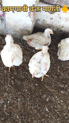 poultry farm day38#shortsfeed #shortvideo
