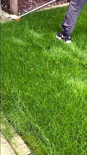 Stihl kombi KM 131r rotary scissors making mincemeat of long grass. #stihl #rotaryscissors #km131r