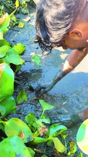 😱 Hidden Catfish Explodes Out of Water Hyacinth! | Shocking Fishing Moment 🎣 #fishing #youtubeshorts