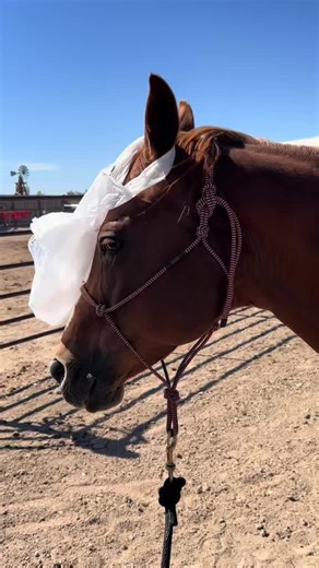 Effective Horse Training Techniques for Enthusiasts
