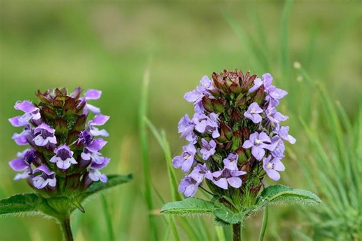 Heal All 100 Seeds – Prunella Vulgaris - Etsy