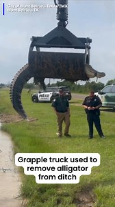 223K views · 349 reactions | "See ya later, alligator!"  Crews used a grapple truck to lift a 12-foot alligator out of a ditch. READ: https://www.live5news.com/2024/06/05/city-uses-grapple-truck-remove-12-foot-alligator/ | Live 5 News | Facebook