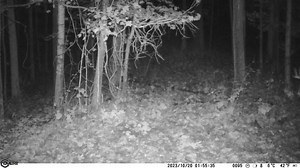 We're slowly counting down the days until we start getting these #covertcaptures yet again. | Covert Scouting Cameras