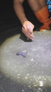 Nylon Sand = Hidden Fish 🐟 | Ser Ron