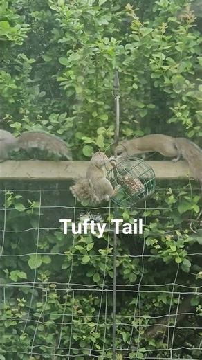 Tufty Tail Squirrel Defending his nuts