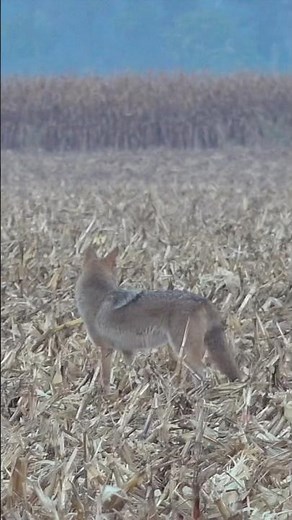 Coyote Hunting 6 #foxpro #hunting #coyote #wildanimals #nature #wildlife #animals #outdoors