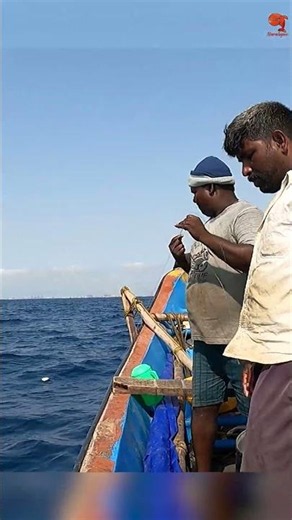 Back to Back Horse Mackerel Caught in the Sea #fishing #fishingvideo #fishingtime