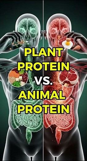 What Happens Inside Your Body When You Eat Plant VS. Animal Protein?