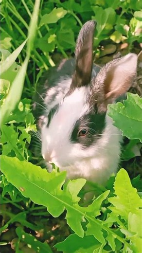 cute rabbit video🎥# virl trending shorts# khargosh# virl...