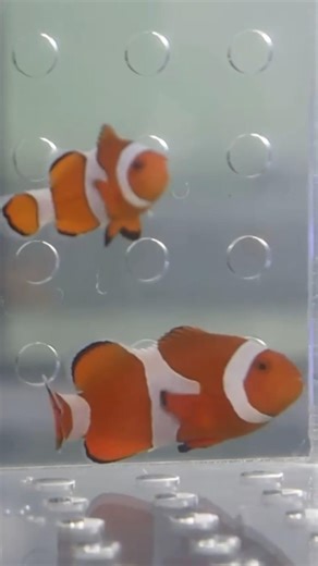 don't use direct ocean water in marine tank