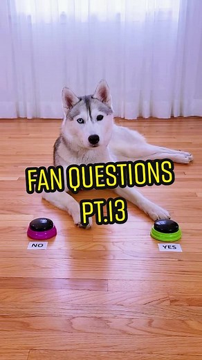 Skaya Siberian on TikTok