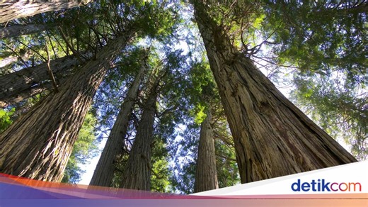 Megaloblatta, Kecoa Terbesar Dunia Penghuni Hutan Hujan Tropis