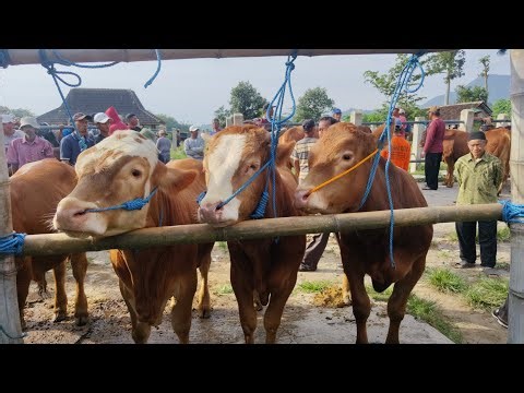 PEDETAN SAPI JUMBO MAGETAN