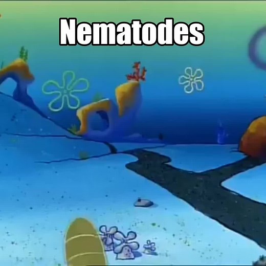 #nematodes #spongebob #nittsua #fortnite #fyp