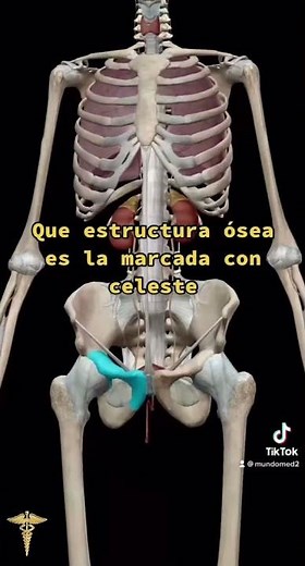 Pubis