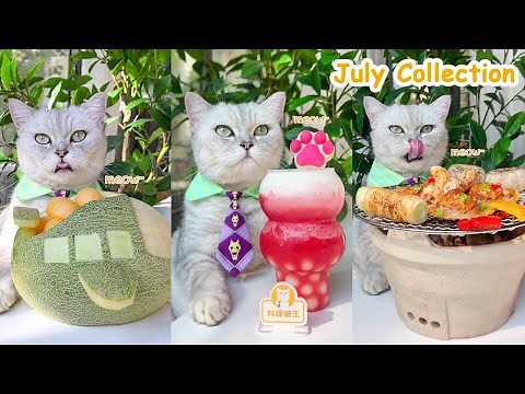 Enjoy The Chef Cat’s July Recipes (ASMR) | Cat Cooking Food | Milktea&Fruit Desserts And So On