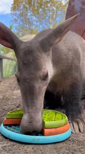 Adazee Appreciation Post: When it comes to efficient eating, there’s few better than this 13-year-old aardvark. Her species uses a long, sticky tongue to obtain food. At the Zoo, enrichment feeders provide a fun and stimulating way for Adazee to dine on superworms and a special insectivore grain! Video clips by senior animal care specialists Julia and Jacob | Kansas City Zoo & Aquarium